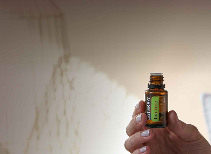 Tea Tree Oil NHP | doTERRA Essential Oils
